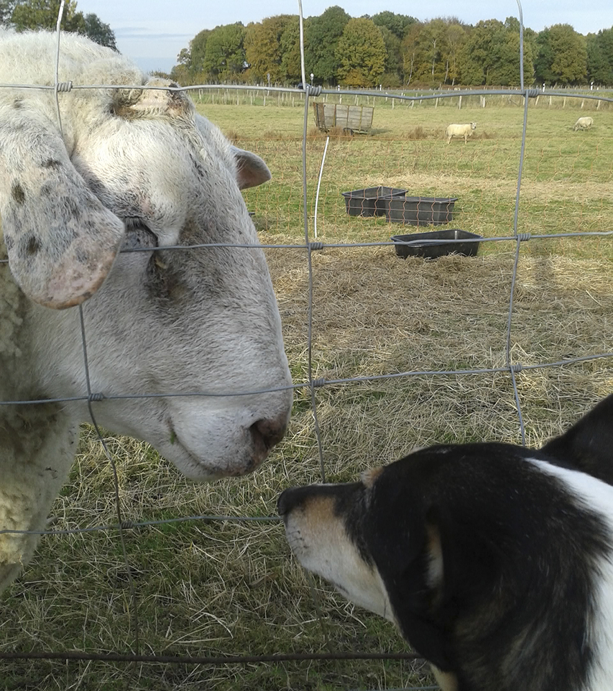 Die Schafe freuen sich auch immer über die kleine Lara.