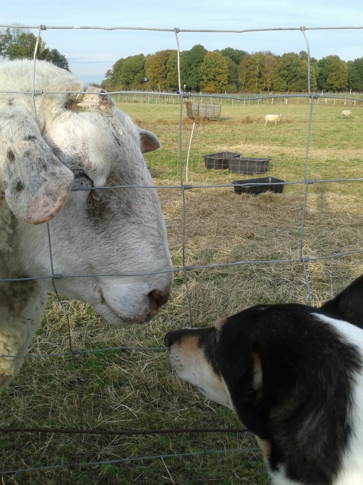 Schaf und Hund